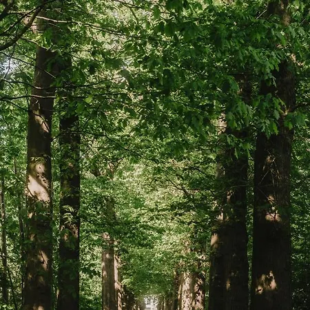 Parkbos *